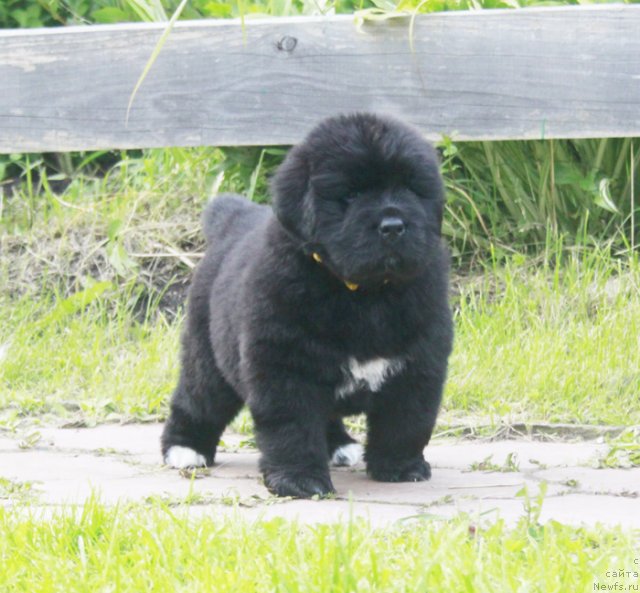 Фото: ньюфаундленд Beguschaya po Volnam Harizma (Бегущая по Волнам Харизма)