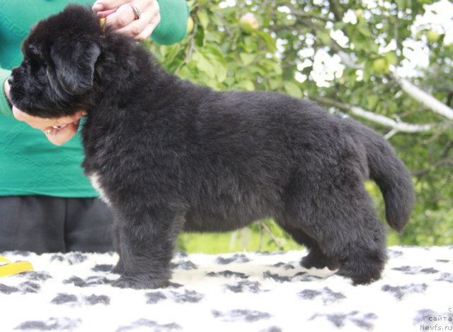 Фото: ньюфаундленд Beguschaya po Volnam Harizma (Бегущая по Волнам Харизма)