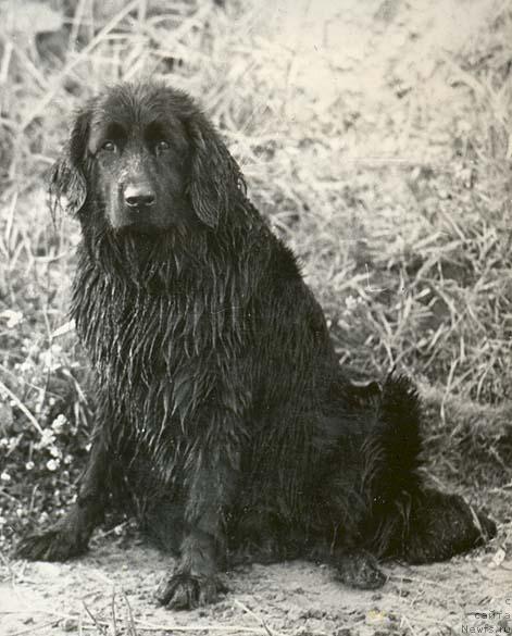 Фото: ньюфаундленд Kora Mar (Кора Мар)