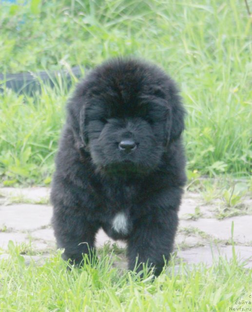 Фото: ньюфаундленд Beguschaya po Volnam Harizma (Бегущая по Волнам Харизма)