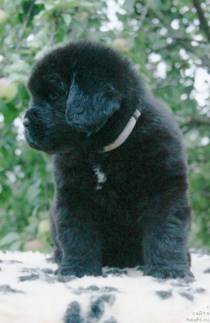 Фото: ньюфаундленд Beguschaya po Volnam Harizma (Бегущая по Волнам Харизма)