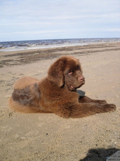 Фото: ньюфаундленд Horunzhy s Berega Dona (Хорунжий с Берега Дона)