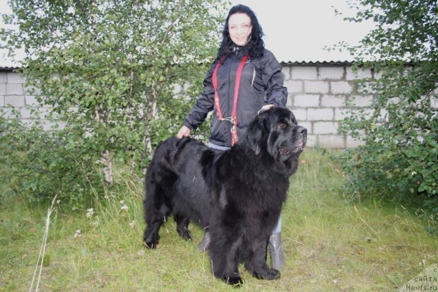 Фото: ньюфаундленд Gloriya Grand Blek (Глория Гранд Блек), и Юля