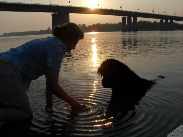 Фото: ньюфаундленд Divnaya Noch' iz Tihogo Omuta (Дивная Ночь из Тихого Омута), Tat'yana Poydina (Татьяна Пойдина)