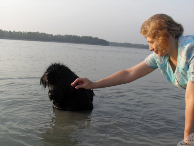 Фото: ньюфаундленд Divnaya Noch' iz Tihogo Omuta (Дивная Ночь из Тихого Омута), Tat'yana Poydina (Татьяна Пойдина)