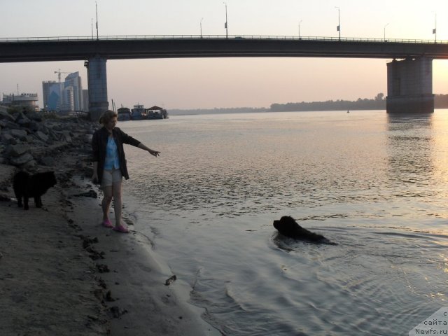 Фото: ньюфаундленд Divnaya Noch' iz Tihogo Omuta (Дивная Ночь из Тихого Омута), Tat'yana Poydina (Татьяна Пойдина)