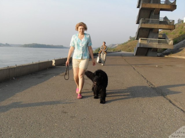 Фото: ньюфаундленд Divnaya Noch' iz Tihogo Omuta (Дивная Ночь из Тихого Омута), Tat'yana Poydina (Татьяна Пойдина)