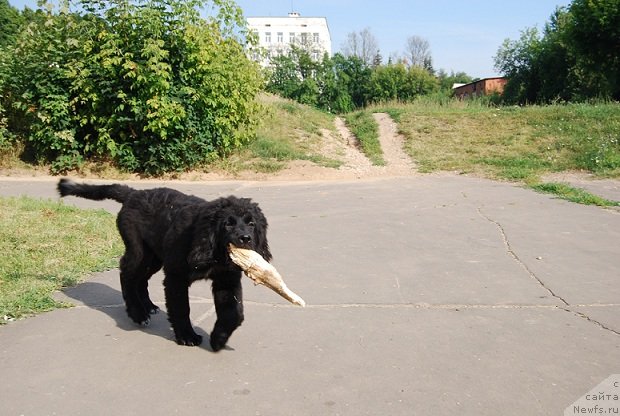 Фото: ньюфаундленд Super Premium Lav Mi Tender (Супер Премиум Лав Ми Тендер)