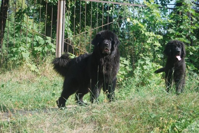 Фото: ньюфаундленд Antey Grand Pobeditel' (Антей Гранд Победитель), ньюфаундленд Super Premium Lav Mi Tender (Супер Премиум Лав Ми Тендер)
