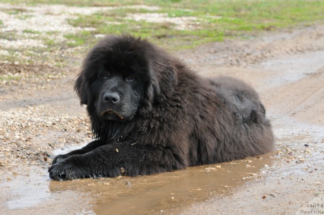 Фото: ньюфаундленд Sent Djons YUpiter (Сент Джонс Юпитер)
