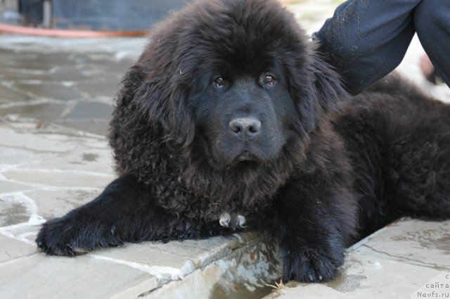 Фото: ньюфаундленд Sent Djons YUpiter (Сент Джонс Юпитер)