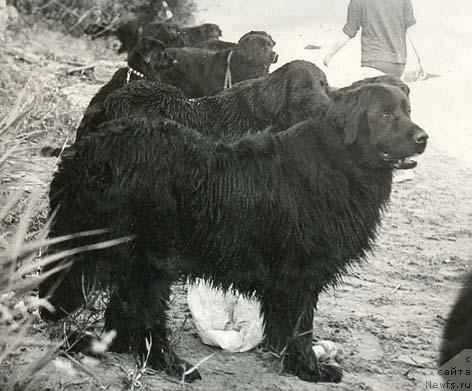 Фото: ньюфаундленд Kleopatra Mar (Клеопатра Мар)