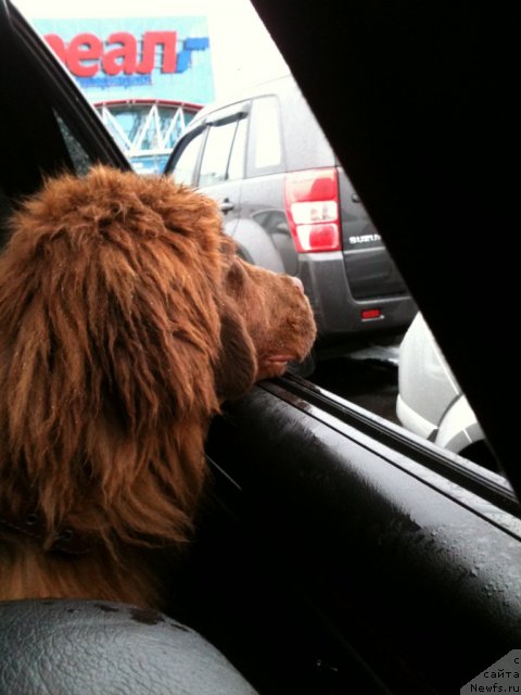Фото: ньюфаундленд Van Len Taym Jenev'eva (Ван Лен Тайм Женевьева)