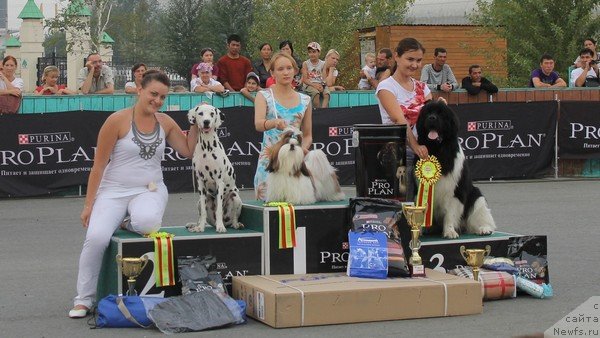 Фото: ньюфаундленд Super Premium Zippi Senseyshen (Супер Премиум Зиппи Сенсейшен)