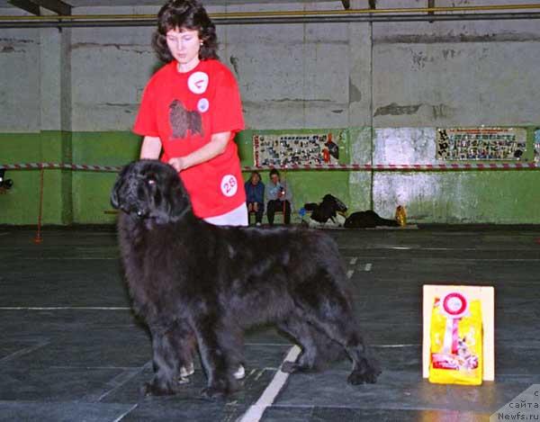 Фото: ньюфаундленд EE Velichestvo ot Sibirskogo Medvedja (Её Величество от Сибирского Медведя)