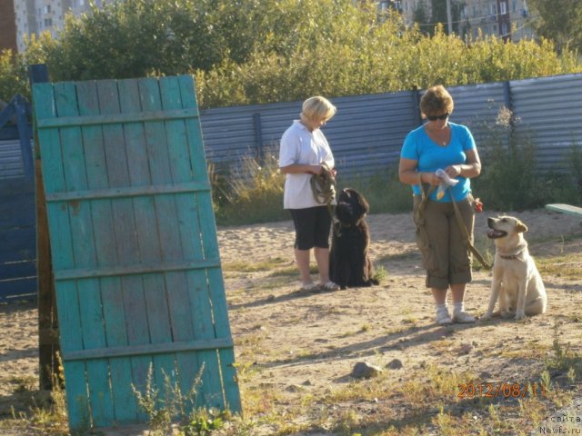 Фото: ньюфаундленд Beguschaya po Volnam Centurion Prior (Бегущая по Волнам Центурион Приор)