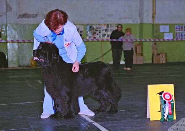 Фото: ньюфаундленд Channel Charm  iz  Medvejyego Yara (Чаннел Чам из Медвежьего Яра)