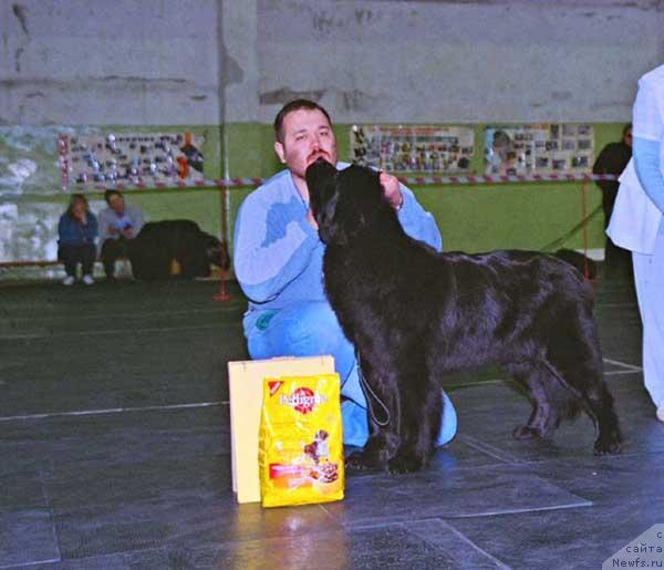 Фото: ньюфаундленд Dunyasha s Berega Dona (Дуняша с Берега Дона)