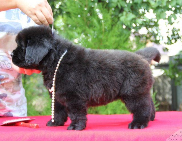 Фото: ньюфаундленд Alta Vista Dinastiya Soverchenstva (Альта Виста Династия Совершенства)