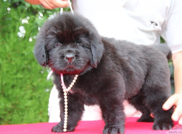 Фото: ньюфаундленд Alta Vista Dinastiya Soverchenstva (Альта Виста Династия Совершенства)