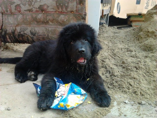 Фотография № 103959