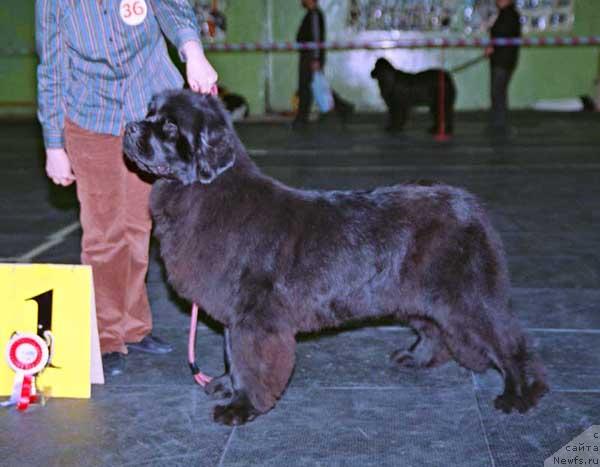 Фото: ньюфаундленд Vell Spirit Lillit (Велл Спирит Лилит)