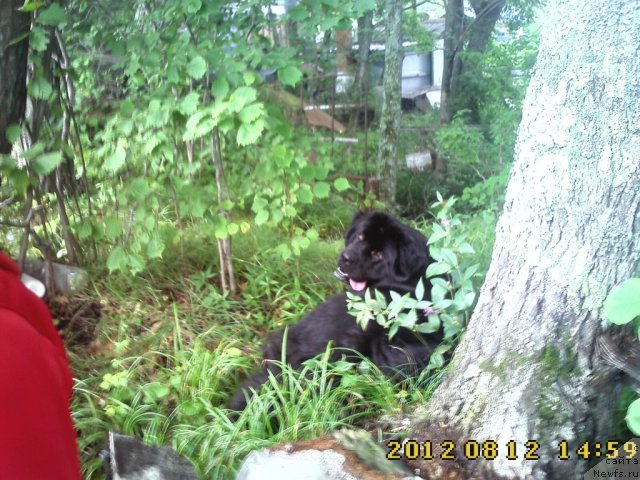 Фото: ньюфаундленд Nessi Blyek s  Lesnoy Zaimki (Несси Блэк с  Лесной Заимки)