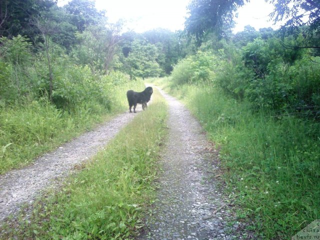 Фото: ньюфаундленд Nessi Blyek s  Lesnoy Zaimki (Несси Блэк с  Лесной Заимки)
