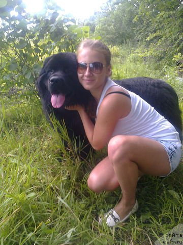 Фото: ньюфаундленд Nessi Blyek s  Lesnoy Zaimki (Несси Блэк с  Лесной Заимки)