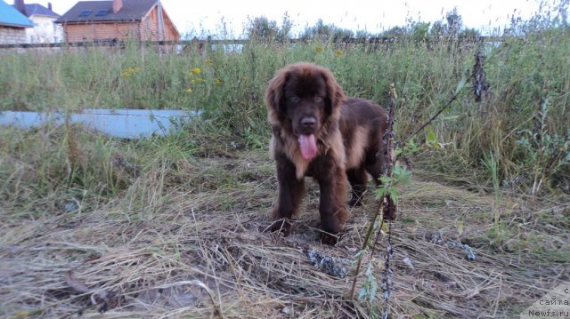 Фото: ньюфаундленд Van Len Taym Jenev'eva (Ван Лен Тайм Женевьева)