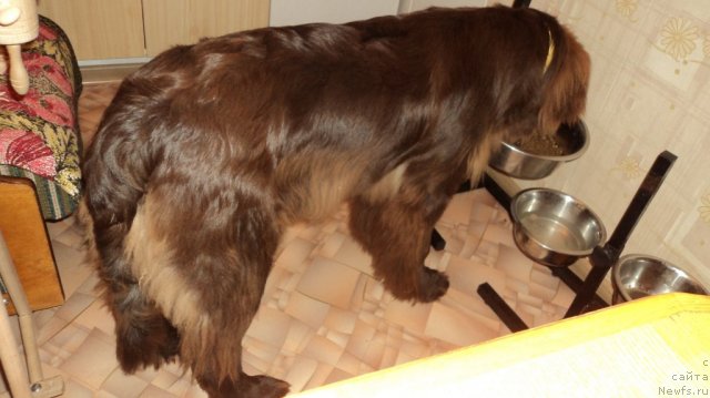 Фото: ньюфаундленд Van Len Taym Jenev'eva (Ван Лен Тайм Женевьева)