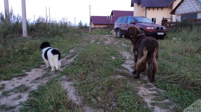 Фото: ньюфаундленд Plushevaya Pandа Tsаrskaya Osoba Fike (Плюшевая Панда Царская Особа Фике)