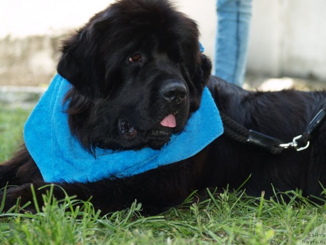 Фото: ньюфаундленд Plushevaya Panda Ustinja Savelevna (Плюшевая Панда Устинья Савельевна)