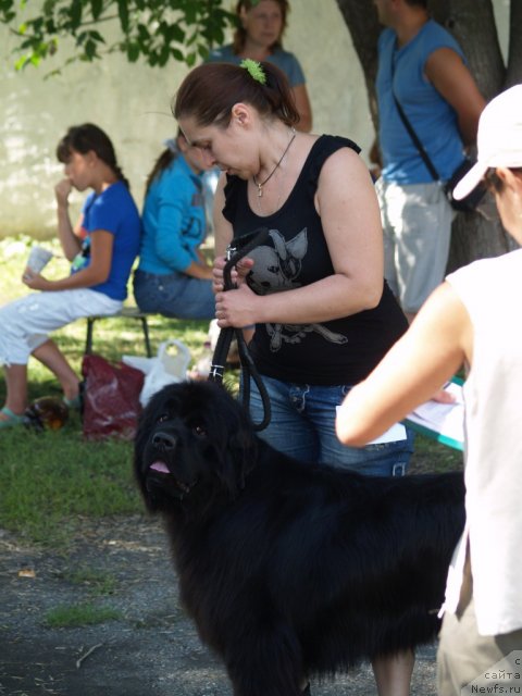 Фото: ньюфаундленд Plushevaya Panda Ustinja Savelevna (Плюшевая Панда Устинья Савельевна)