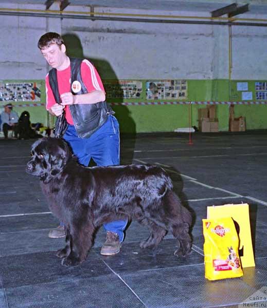 Фото: ньюфаундленд Bolshaya Medveditsa iz Tihogo Omuta (Большая Медведица из Тихого Омута)