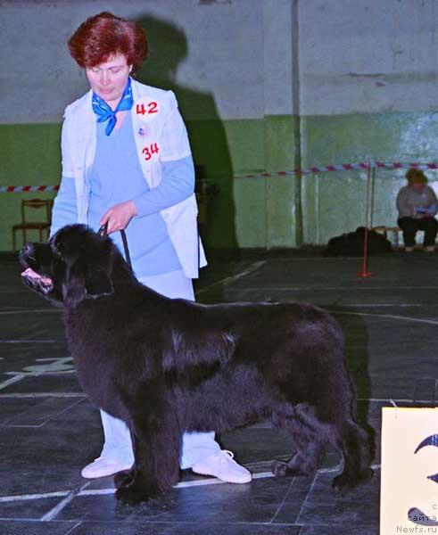 Фото: ньюфаундленд Charmon  Etoile iz Medvejyego Yara (Чармон Этуаль из Медвежьего Яра)