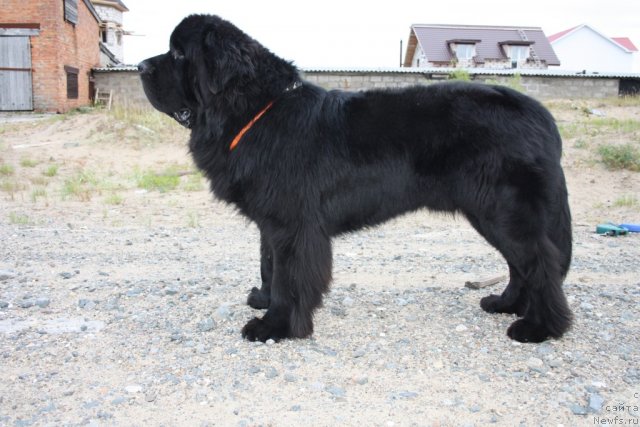 Фото: ньюфаундленд Beguschaya po Volnam Zero Kool (Бегущая по Волнам Зеро Коол)