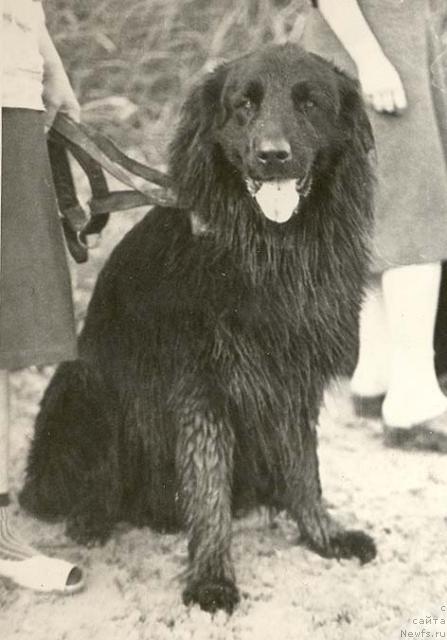 Фото: ньюфаундленд Kurt (Курт)