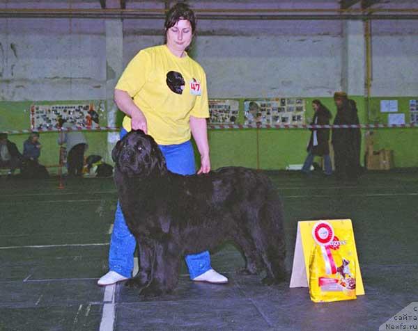 Фото: ньюфаундленд Greyzi (Грейзи)