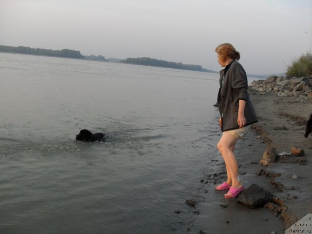 Фото: ньюфаундленд Divnaya Noch' iz Tihogo Omuta (Дивная Ночь из Тихого Омута)