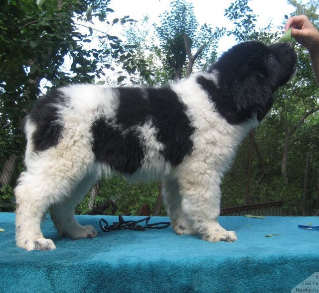 Фото: ньюфаундленд Carolina White-black Diadem Aqua Pearl