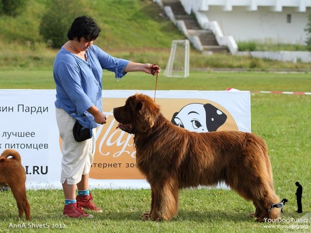 Фото: ньюфаундленд Aetna vom Riesrand (Aetna vom Riesrand), Varvara Ryibalova (Варвара Рыбалова)