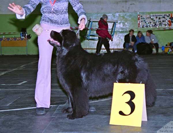 Фото: ньюфаундленд Baira Blest (Байра Блэст)