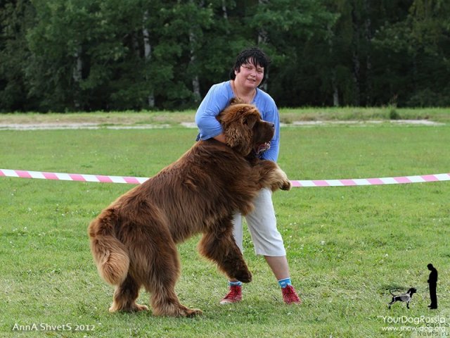 Фото: ньюфаундленд Aetna vom Riesrand (Aetna vom Riesrand), Varvara Ryibalova (Варвара Рыбалова)