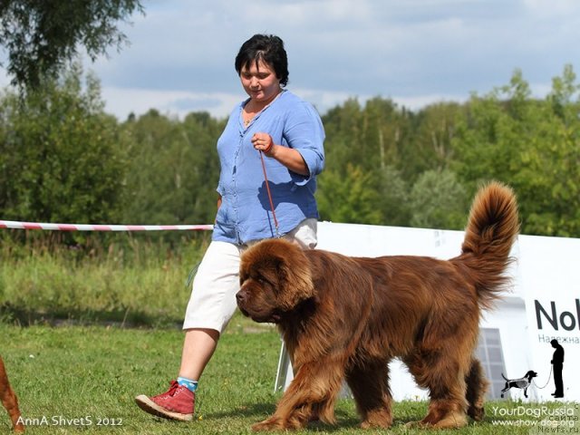 Фото: ньюфаундленд Aetna vom Riesrand (Aetna vom Riesrand), Varvara Ryibalova (Варвара Рыбалова)