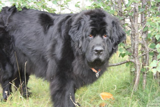 Фото: ньюфаундленд Gloriya Grand Blek (Глория Гранд Блек)