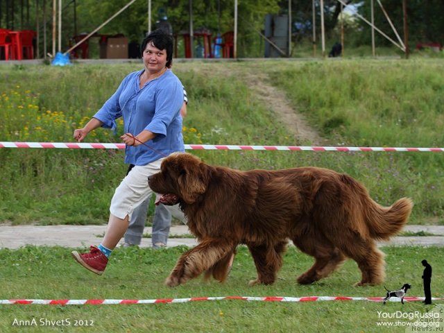 Фото: ньюфаундленд Aetna vom Riesrand (Aetna vom Riesrand), Varvara Ryibalova (Варвара Рыбалова)