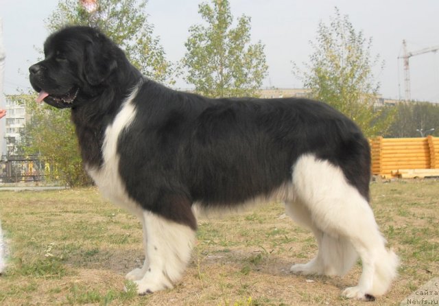 Фото: ньюфаундленд Super Premium Zippi Senseyshen (Супер Премиум Зиппи Сенсейшен)