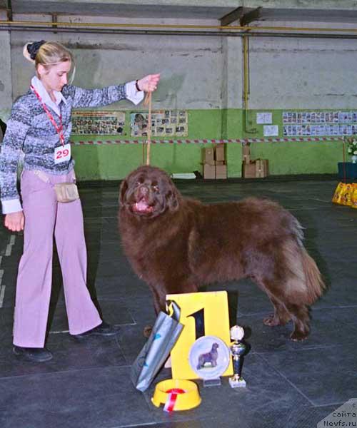 Фото: ньюфаундленд Oscar Chocoladny Mishka (Оскар Шоколадный Мишка)