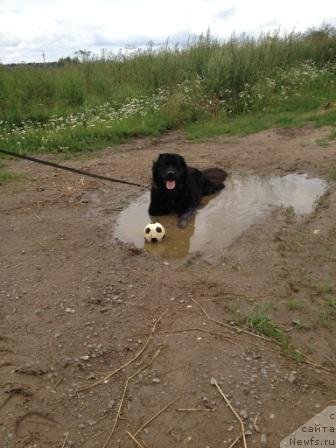 Фото: ньюфаундленд Bonni Flayt (Бонни Флайт)